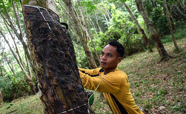 Petani memanen getah karet di Palembang, Sumatera Selatan, Jumat (31/1/2020). Dampak wabah virus corona, harga karet di Sumatera Selatan mengalami penurunan dari Rp17.151 per kilogram menjadi Rp14.950 per kilogram untuk kadar karet kering (KKK) 100 persen atau turun 12,8 persen sejak 20 Januari lalu. ANTARA FOTO - Nova Wahyudi