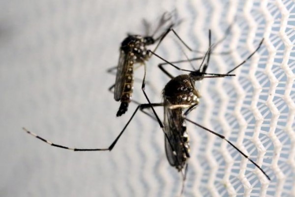 Nyamuk Aedes aegypti di Laboratorium Oxitec di Campinas, Brasil (2/2/2016). Virus Zika menular melalui gigitan nyamuk Aedes.  - Reuters
