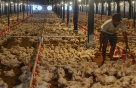 Jaga Harga Ayam Tetap Stabil, Perusahaan Unggas Serap 25,8 Juta Ekor