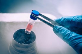 Tak Perlu Ke Luar Negeri, Terapi Stem Cell Bakal Dikembangkan…