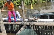 Pandemi, Bisnis Ikan Tirus jadi Penolong Pembudidaya Kepiting Bakau di Kalbar