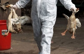 Kasus Flu Burung Meningkat, Korea Selatan Perluas Disinfeksi Massal