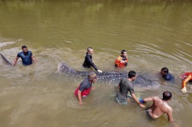 Foto-foto Evakuasi Hiu Terdampar di Sungai Kendari