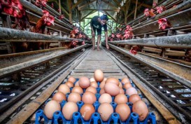 Libur Akhir Tahun, Harga Telur di Semarang Meroket