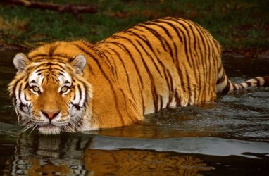 Harimau Sumatra Teror Kawasan Perladangan di Bengkulu