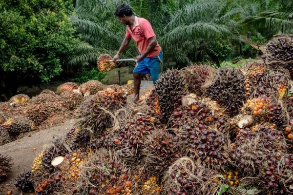 Harga Sawit Riau Turun Menjadi Rp2.117,60 per Kilogram, Ini Penyebabnya -  Sumatra - Bisnis.com