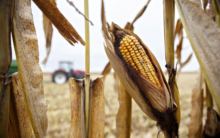 China Genjot Impor Harga Jagung Bertahan Di Level Tinggi Market Bisnis 