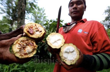 Ini Perbedaan Harga Biji Kakao Indonesia Sebelum dan Sesudah Difermentasi