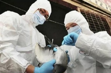 Pertama di Dunia, Kasus Flu Burung H5N8 pada Manusia Ditemukan di Rusia