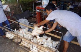 Harga Ayam Potong di Kalsel Naik Terdampak Banjir