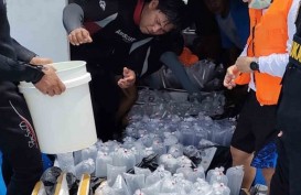 53.129 Ekor Benih Lobster Dilepasliarkan di Padang