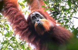 Orangutan dan Bonobo di AS Disuntik Vaksin Covid-19 Eksperimental
