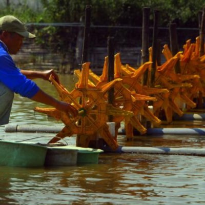 Kebutuhan Kincir Air Tambak Udang Capai 1 5 Juta Unit Entrepreneur Bisnis Com