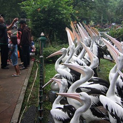Taman Margasatwa Ragunan Dibuka Lagi, Ini Syarat Berkunjung - Traveling Bisnis.com