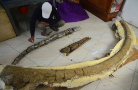 Penemu Fosil Purba di Situs Patiayam Memperoleh Kompensasi