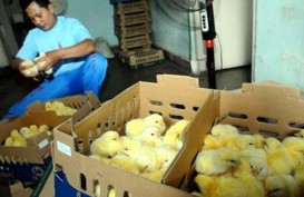 Impor Ayam GPS Wajib Diperketat Demi Seimbangkan Harga Daging 