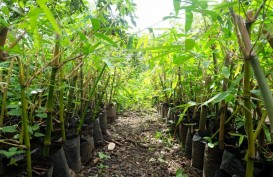3.000 Bibit Bambu Bernilai Ekonomis akan Ditanam di DAS Ayung Bali