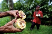 HASIL KOMODITAS KABUPATEN BERAU : Sinergi Memperkuat Kapasitas Produksi Kakao