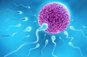 Daftar Makanan untuk Meningkatkan Kualitas Sperma dan Kesuburan Pria