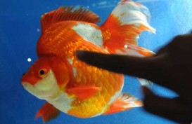 KKP Optimistis RI Bisa Jadi Eksportir Ikan Hias Nomor Satu di Dunia
