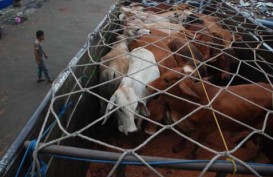 Pasokan Sapi Bakalan Turun, Impor Daging Beku Bisa Naik