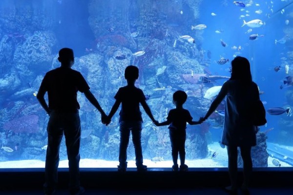Jakarta Aquarium Safari Tetap Buka Di Libur Lebaran Traveling Bisnis Com