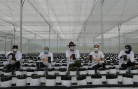 Konsep Smart Farming untuk Petani Milenial Terbukti Sukses Panen Melon dan Paprika