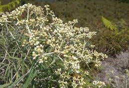 Ini Alasan Bunga Edelweis Disebut Bunga Abadi dan Tidak Boleh Dipetik