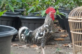 Ayam Buatan UGM Mirip Ayam Kampung, Miliki Beberapa…
