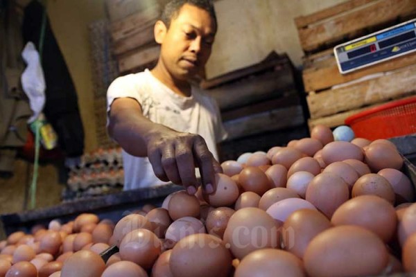 Harga Telur Ayam Di Sumut Anjlok Karena Stok Melimpah