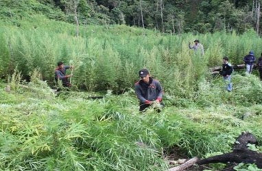 Bareskrim Tangkap 4 Tersangka Pemilik 7 Hektare Ladang Ganja di Aceh