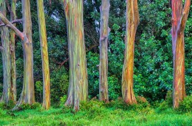 Pohon Eukaliptus Pelangi, Si Cantik yang Hanya Ada…