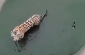 Video Viral, Harimau dan Bebek Main Petak Umpet
