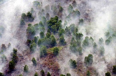 Januari-Juli 2021, Luas Lahan Terbakar di Riau Capai 901,57 Hektare