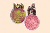 Jangan Panik, Ini Pencegahan dan Pengobatan Virus Monyet B yang Kini Merebak di China
