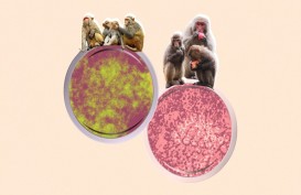 Jangan Panik, Ini Pencegahan dan Pengobatan Virus Monyet B yang Kini Merebak di China