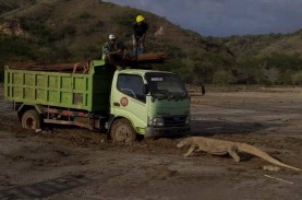Komodo Perlambat Penataan Wisata Alam di Loh Buaya