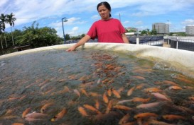 KKP Siapkan Bantuan Langsung untuk Pembudidaya Ikan