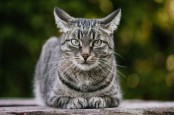 Selamat Hari Kucing Sedunia! 5 Fakta soal Hewan Berbulu Ini Perlu Kamu Tahu