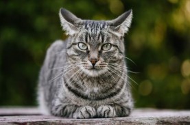Selamat Hari Kucing Sedunia! 5 Fakta soal Hewan Berbulu…