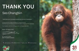 Mau Kasih Hadiah Anti Mainstream Adopsi Orangutan? Begini Caranya