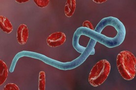 Pantai Gading Konfirmasi Kasus Ebola Pertama dalam…