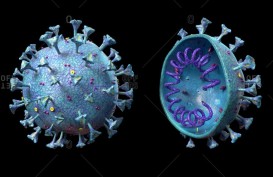 Peneliti Temukan Cara Virus Corona Masuk ke dalam Tubuh Manusia