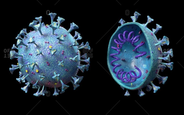 Virus corona varian beta