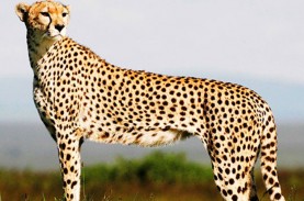 Hewan Tercepat di Dunia, Bukan Cheetah