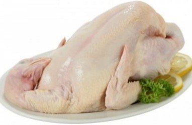 Kelebihan Ayam Organik Probiotik yang Belum Banyak Diketahui
