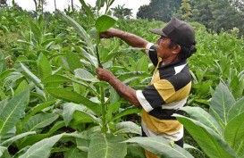 Soal Tarif Cukai 2022, Anggota DPR Ingatkan Pemerintah Soal Kesejahteraan Petani Tembakau