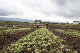 Asuransi Tani Lindungi 525,5 Hektare Lahan di Limapuluh…