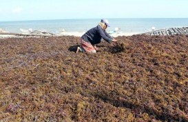 Rumput Laut Sumber Antioksidan Alami, Efektif Tekan Virus Covid-19