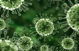 Mengenal Virus Nipah, Gejalanya Mirip dengan Covid-19